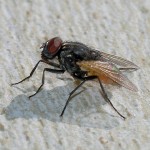 En vanlig husfluga i cirka 20x förstoring.
