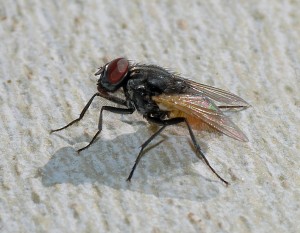 En vanlig husfluga i cirka 20x förstoring.